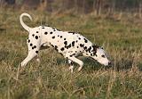 DALMATIEN 414